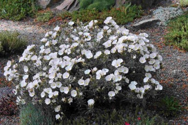 Silketrompet Convolvulus cneorum busk Convolvulus cneorum busk