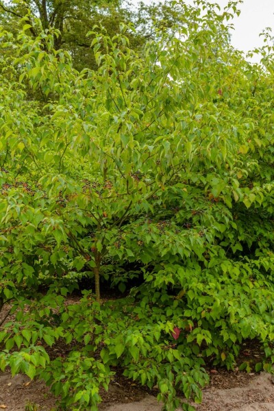 Pagodetræ Cornus controversa 'Pagoda' busk Cornus controversa 'Pagoda' busk