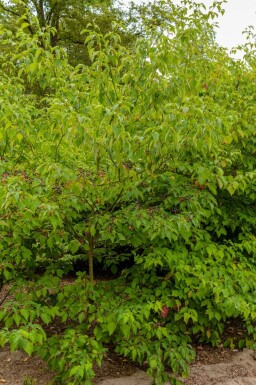 Pagodetræ Cornus controversa 'Pagoda' busk Cornus controversa 'Pagoda'