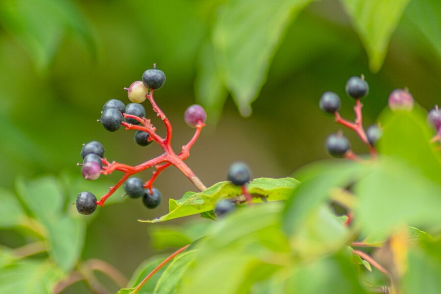 Pagodetræ Cornus controversa 'Pagoda' busk Cornus controversa 'Pagoda' busk
