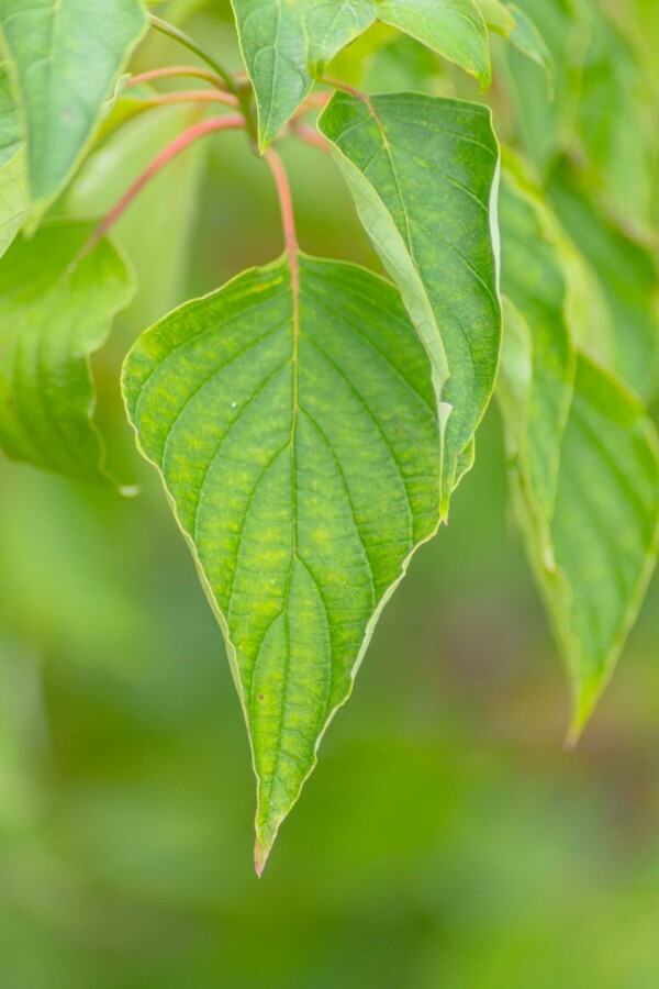 Pagodetræ Cornus controversa 'Pagoda' busk Cornus controversa 'Pagoda' busk