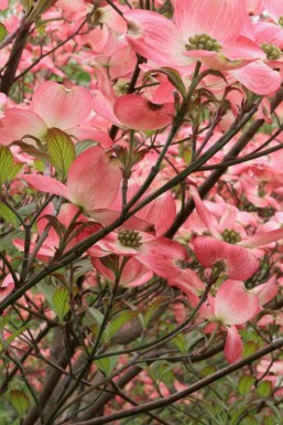 Rød kornel Cornus florida 'Cherokee Chief' busk Cornus florida 'Cherokee Chief' busk