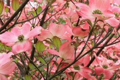 Rød kornel Cornus florida 'Cherokee Chief' busk Cornus florida 'Cherokee Chief' busk