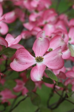 Amerikansk kornel Cornus florida 'Rubra' busk Cornus florida 'Rubra' busk