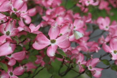 Amerikansk kornel Cornus florida 'Rubra' busk Cornus florida 'Rubra' busk