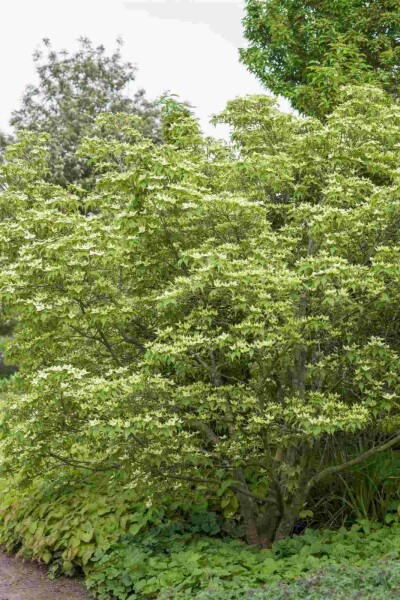 Cornus kousa chinensis busk 60-80 cm