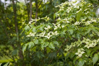 Cornus kousa chinensis busk 60-80 cm
