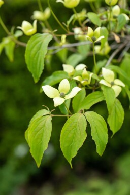 Cornus kousa chinensis busk 60-80 cm