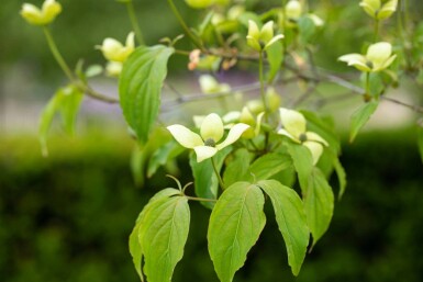 Cornus kousa chinensis busk 60-80 cm