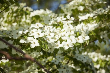 Cornus kousa chinensis busk 60-80 cm