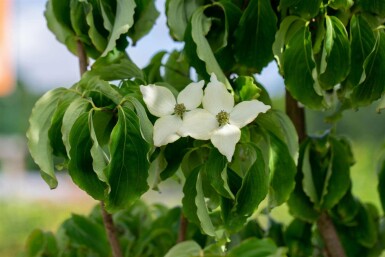 Cornus kousa chinensis busk 60-80 cm