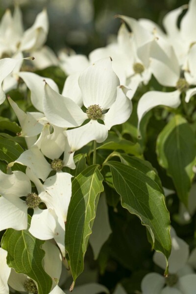 Cornus kousa 'Milky Way' busk 125-150 cm