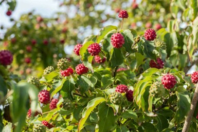 Kousa kornel Cornus kousa 'Milky Way' busk Cornus kousa 'Milky Way' busk