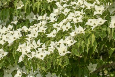 Cornus kousa 'Milky Way' busk 125-150 cm