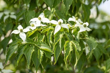 Cornus kousa 'Milky Way' busk 125-150 cm