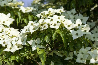 Cornus kousa 'Milky Way' busk 125-150 cm