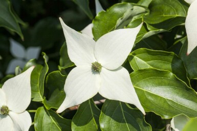 Cornus kousa 'Milky Way' busk 125-150 cm