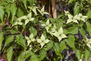 Cornus kousa 'Milky Way' busk 125-150 cm