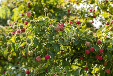 Cornus kousa 'Milky Way' busk 125-150 cm