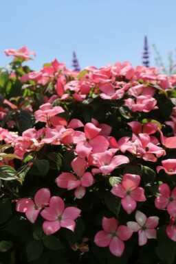 Cornus kousa 'Satomi Compact' busk