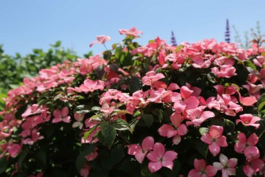 Cornus kousa 'Satomi Compact' busk