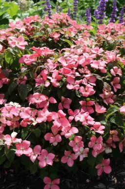 Cornus kousa 'Satomi Compact' busk