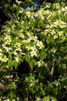 Japansk kornel Cornus kousa 'Schmetterling' busk Cornus kousa 'Schmetterling' busk