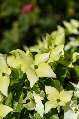 Japansk kornel Cornus kousa 'Schmetterling' busk Cornus kousa 'Schmetterling' busk