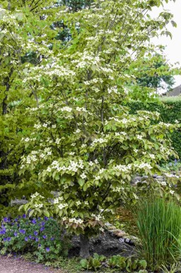 Japansk kornel Cornus kousa 'Teutonia' busk Cornus kousa 'Teutonia' busk