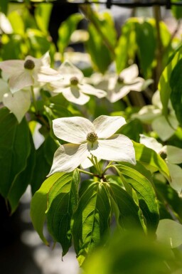 Japansk kornel Cornus kousa 'Teutonia' busk Cornus kousa 'Teutonia' busk