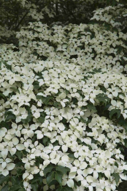 Japansk kornel Cornus kousa 'Weisse Fontaine' busk Cornus kousa 'Weisse Fontaine' busk
