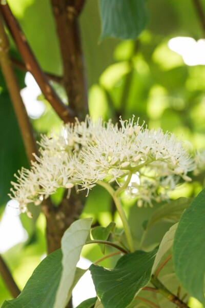Cornus sericea 'Flaviramea' busk 100-125 cm