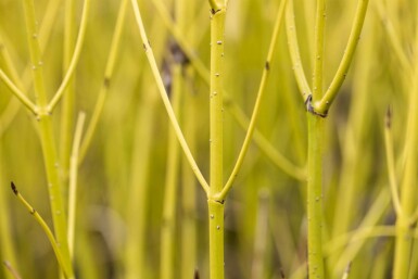 Cornus sericea 'Flaviramea' busk 100-125 cm