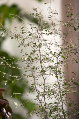 Koralbusk Corokia cotoneaster busk Corokia cotoneaster busk