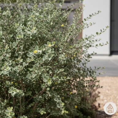 Corokia cotoneaster busk
