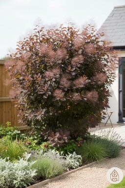 Cotinus 'Grace' busk