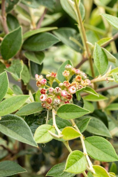 Franchets dværgmispel Cotoneaster franchetii busk 40-60 C2 Cotoneaster franchetii busk 40-60 cm