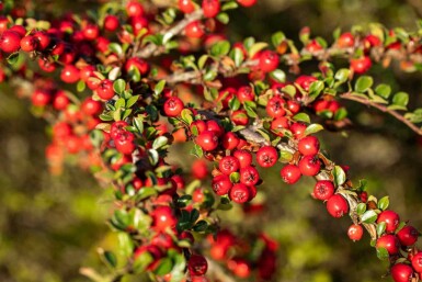 Cotoneaster horizontalis busk 50-60 cm