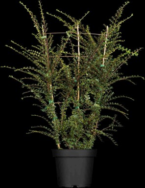Cotoneaster horizontalis busk 50-60 cm
