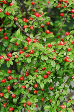 Krybende mispel Cotoneaster suecicus 'Coral Beauty' busk Cotoneaster suecicus 'Coral Beauty' busk