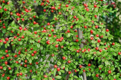 Krybende mispel Cotoneaster suecicus 'Coral Beauty' busk Cotoneaster suecicus 'Coral Beauty' busk