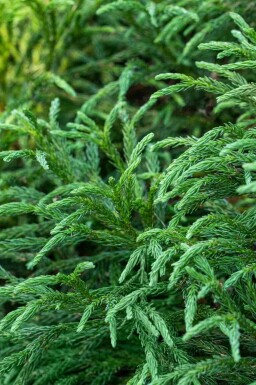 Japansk kryptomeria Cryptomeria japonica 'Globosa Nana' busk Cryptomeria japonica 'Globosa Nana'