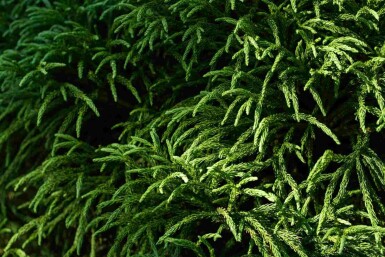 Japansk kryptomeria Cryptomeria japonica 'Globosa Nana' busk Cryptomeria japonica 'Globosa Nana'