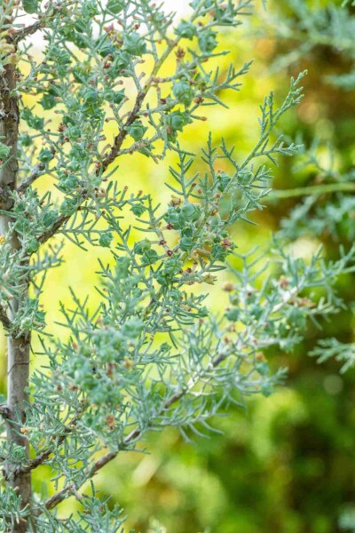 Søjlecypres Cupressus arizonica 'Fastigiata' busk Cupressus arizonica 'Fastigiata' busk