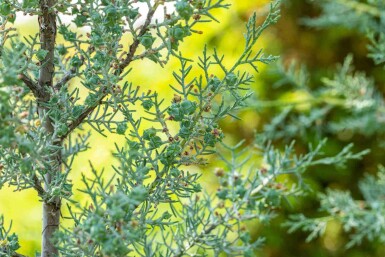 Søjlecypres Cupressus arizonica 'Fastigiata' busk Cupressus arizonica 'Fastigiata'