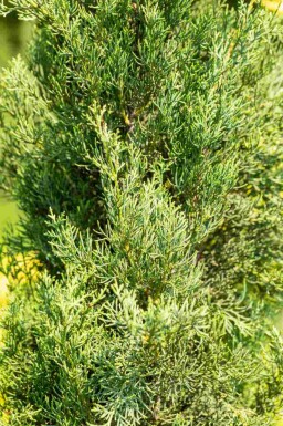 Cypres Cupressus sempervirens 'Pyramidalis' busk Cupressus sempervirens 'Pyramidalis'