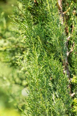 Cypres Cupressus sempervirens 'Pyramidalis' busk Cupressus sempervirens 'Pyramidalis'