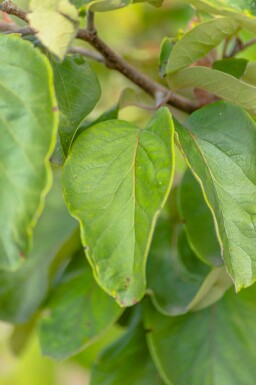 Kvæde Cydonia oblonga 'Vranja' busk Cydonia oblonga 'Vranja' busk