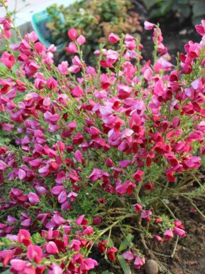 Gyvel Cytisus 'Boskoop Ruby' busk Cytisus 'Boskoop Ruby' busk
