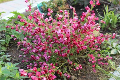 Gyvel Cytisus 'Boskoop Ruby' busk Cytisus 'Boskoop Ruby' busk